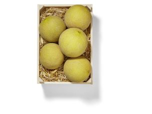 Melon Galia