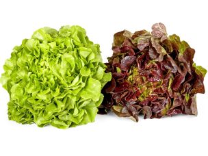 Salade feuille de chêne bio suisse