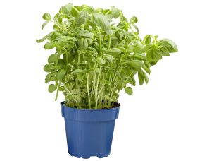 Herbes aromatiques bio